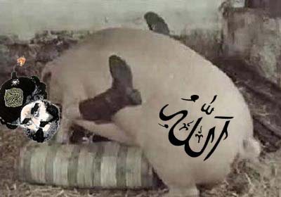 2525551 - Islam Muhammad Pig religion.jpg