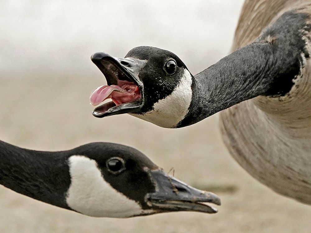 angry_goose-1_78042658.jpg