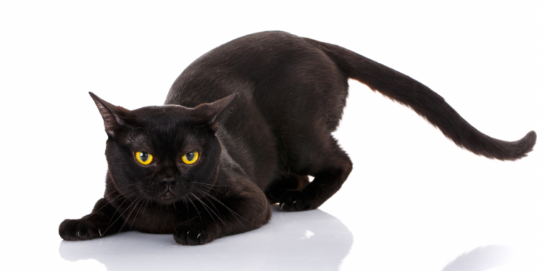 Bombay-Cat-768x384.png