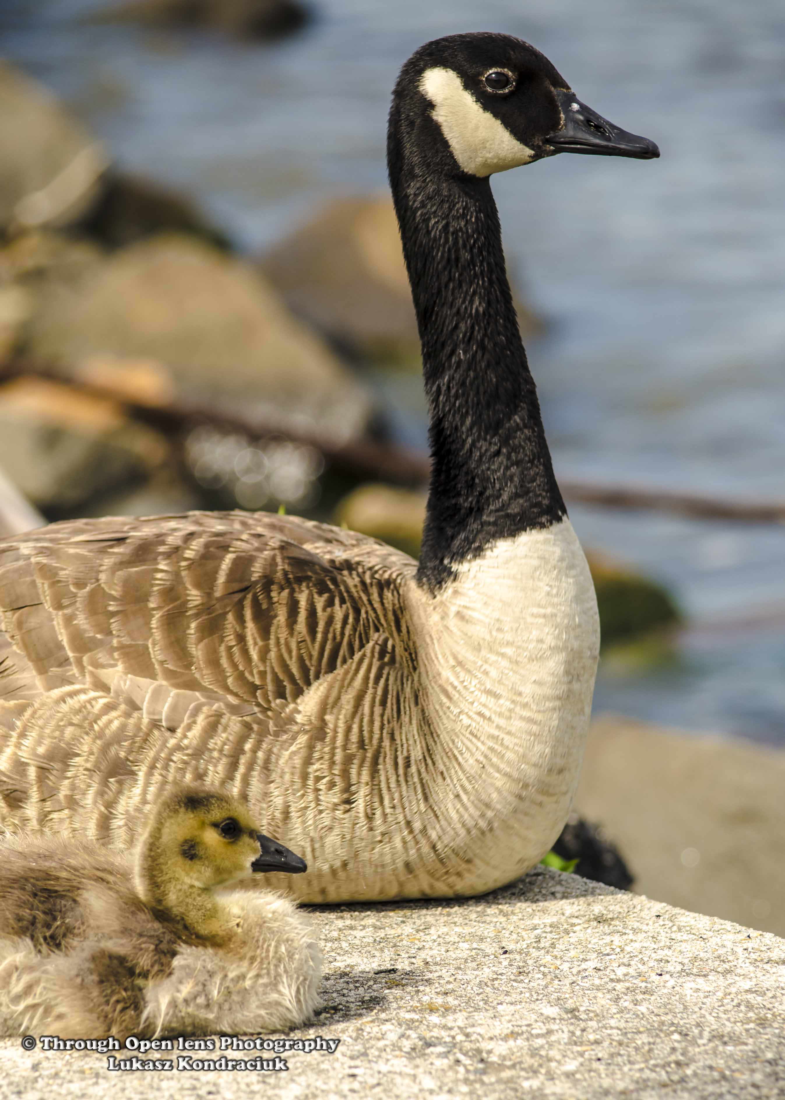 canada-goose-3.jpg