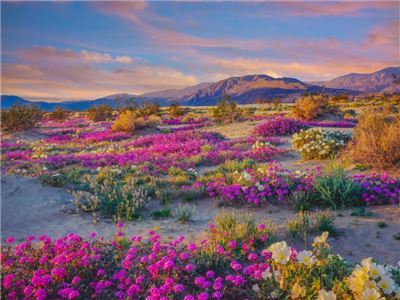 desert-gardens-at-borrego-springs-california.jpg