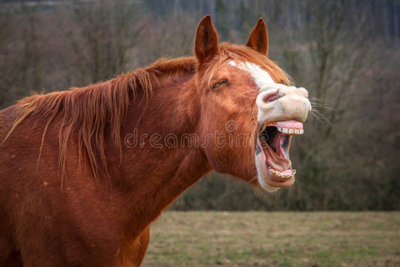 laughing-horse-field-90749487.jpg