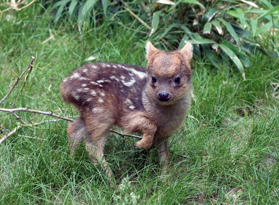 queens-zoo-pudu.jpg