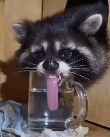 raccoon-licking-water-from-a-cup.gif