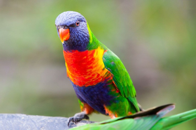 Rainbow-Lorikeet.jpg