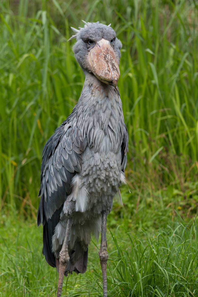 shoebill-facts-wow.jpg