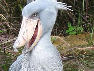 Shoebill.jpg