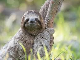 Sloths.jpg