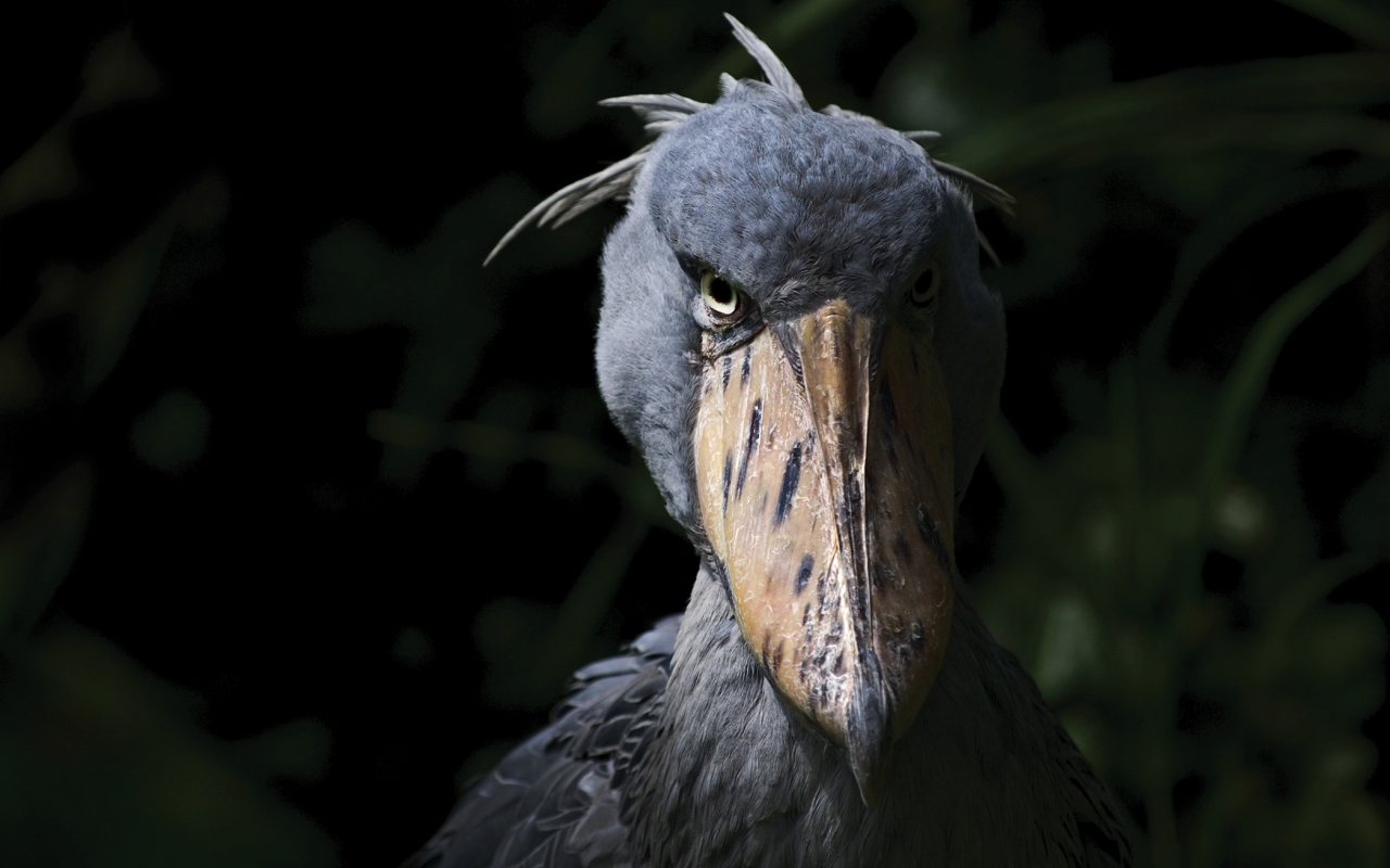 The-Shoebill-Stork.jpg