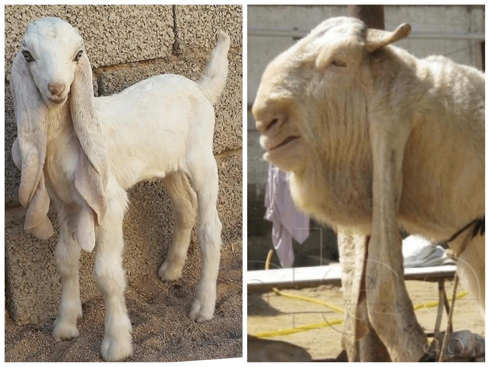 this-is-a-damascus-goat-v0-qxwyxpc1vohd1.png