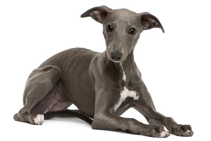 Whippet-puppy.jpg