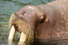 640px-Walrus_-_Kamogawa_Seaworld_-_1.jpeg