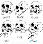 skull differences.png