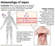 immunologyofmpox.png