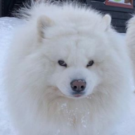 Samoyed