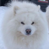 Samoyed